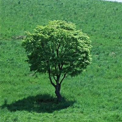 苍蓝幻想手游