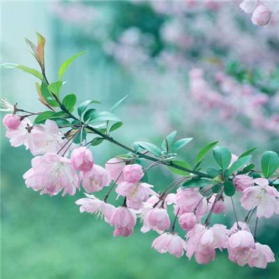 荒野日记孤岛手游下载